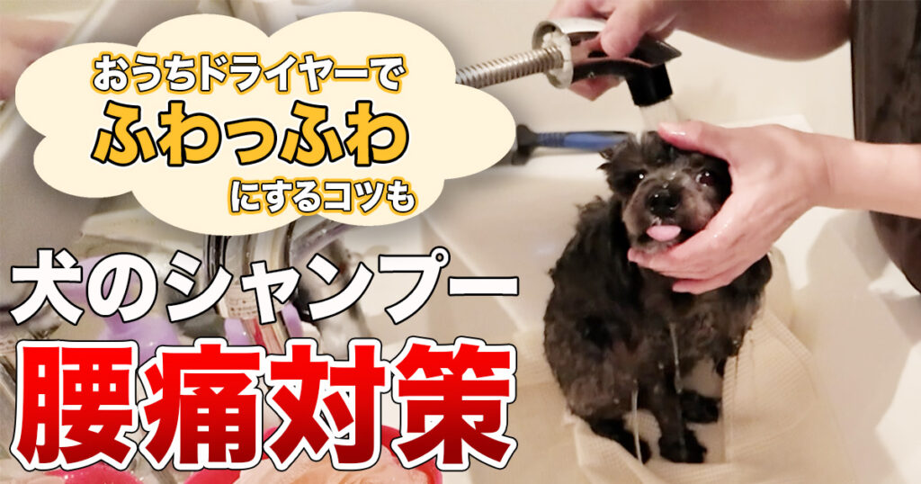 【腰痛持ち必見】洗面台で愛犬をシャンプーする方法