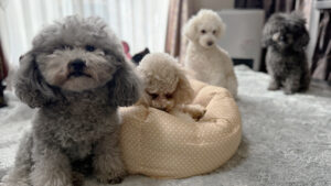 100均座布団の神リメイク