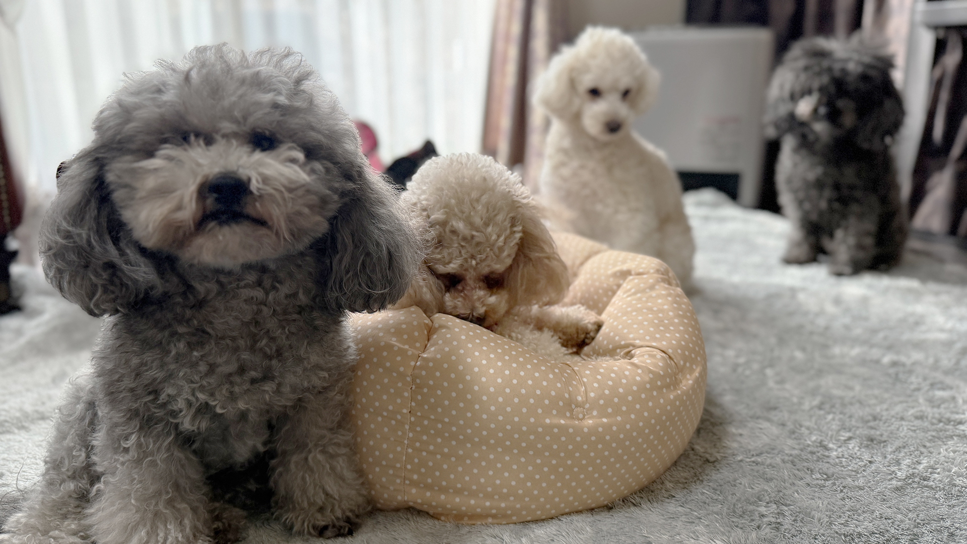 100均座布団の神リメイク